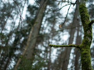 Moss-covered branch extending from a tree in a winter forest, with soft bokeh background creating a natural, calm and atmospheric woodland scene