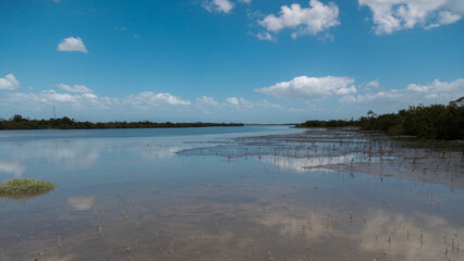 Pássaros Guará, Baía de Babitonga, Santa Catarina, Brasil