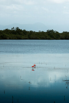 P&aacute;ssaros Guar&aacute;, Ba&iacute;a de Babitonga, Santa Catarina, Brasil
