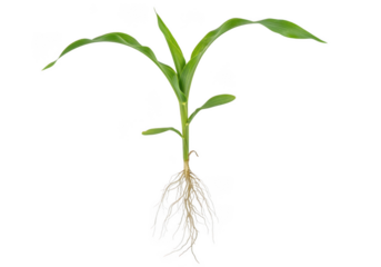Young corn plant with visible root system isolated on a transparent background seedling