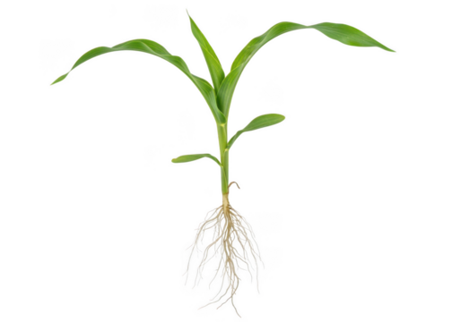 Young corn plant with visible root system isolated on a transparent background seedling