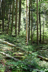 Obraz premium Ukraine, Carpathians. Deep summer forest on sunny day. Large pine trees, fir trees, lush green foliage, fallen trees. Green moss on tree stump. Beautiful landscape, wild nature, woodland view.