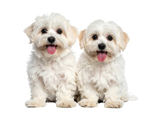 Two fluffy white puppies with pink tongues out, cute