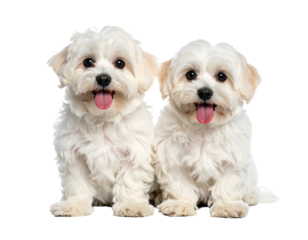 Two fluffy white puppies with pink tongues out, cute