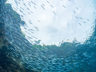 キビナゴ, Silver-Stripe Round Herrings, Spratelloides gracilis,...