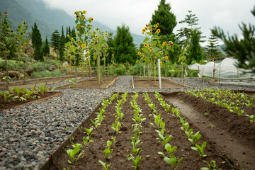Lush garden featuring rows of green crops and tall sunflowers