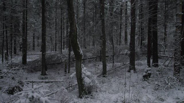 Oregon Winter shadow scenery, Mystic icy woodland silhouettes, Enchanted frostcovered trees veiled in mysterious shadow patterns, Haunted winter woods cloaked in icy veils and cryptic shadow illusions