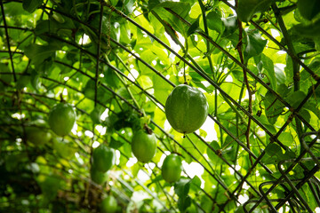 Fototapeta premium Passion fruits on a trellis, surrounded by leaves