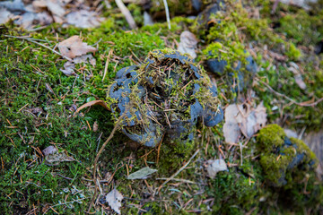 decayed tree cut down in the park in autumn 