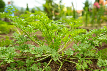 Green cilantro plants growing in rich soil under soft sunlight