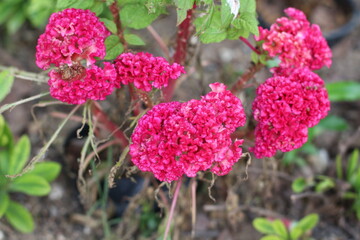 Obraz premium Vibrant pink cockscomb flowers blooming in a garden setting
