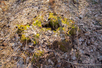 rotten stump from a sawn tree in the forest