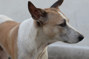 Close-up of a dog with brown and white fur looking to the side