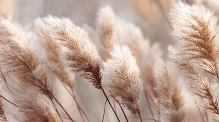 Close-up of soft beige pampas grass with natural lighting and blurred background