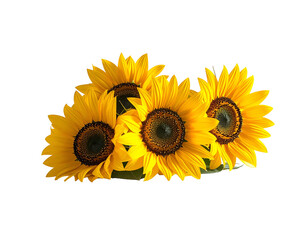 Obraz premium Bright yellow flowers on a dark background