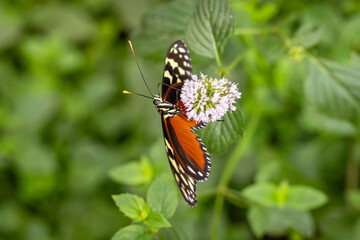 Rare butterfly Heliconius hecale as arthropod species.