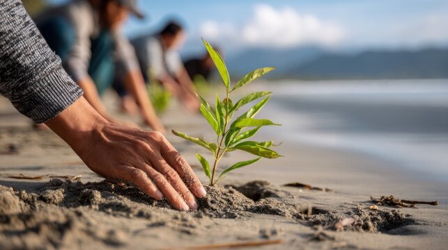 Planting seedlings on sandy beach environmental conservation and sustainability