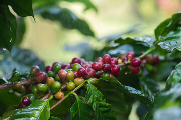 Naklejka premium Coffee beans borne on trees in farms and gardens, raw coffee beans in the growing season and drops of water in the morning.