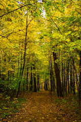 Obraz premium Forest path in autumn park covered with falling leaves. Beautiful woodland landscape during fall season for nature background.