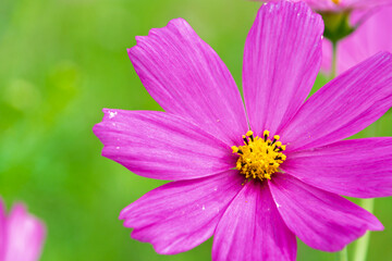 Fototapeta premium 緑の背景に映える鮮やかなピンクのコスモスの花のクローズアップ
