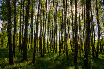 Fototapeta premium Sunlight filtering through the tall birch trees in a lush green forest, creating a serene and captivating natural landscape for nature enthusiasts.