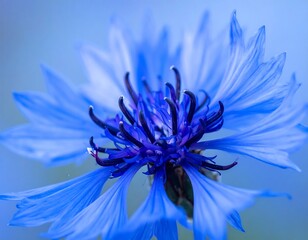 Obraz premium Stunning closeup of a blue cornflower blossom with delicate petals and a dark center, bathed in soft light