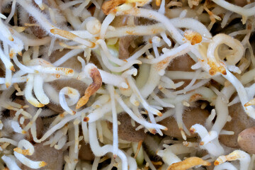 Macro detail of the roots of some germinated brown lentil sprouts