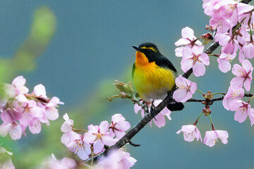 キビタキと桜