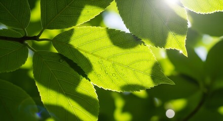 Sunlit close-up of vibrant green leaves in a forest canopy, with the sun backlighting the clear veins and drops of water, symbolizing nature, growth, and the environment
