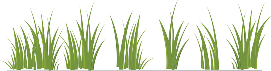 green grass isolated on white