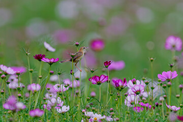 お花の中の野鳥