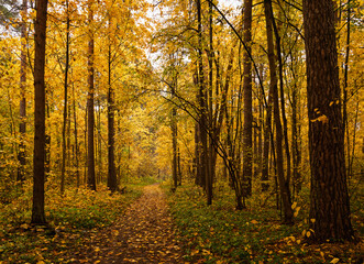 Fototapeta premium Path through vibrant autumn forest with bright yellow and gold leaves covering the ground and trees. Scenic fall landscape background.