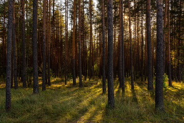 Sunrise or sunset in tall pine forest with long shadows on mossy ground. Nature landscape for tranquility and wilderness. Natural scenic view for wallpapers.
