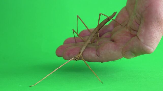 Stick insect isolated on green background screen