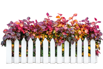 Colorful Autumn Foliage Over Picket Fence. Vibrant Seasonal Garden Design Isolated On Transparent Background