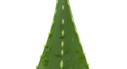 Aloe vera leaf close up isolated on transparent background