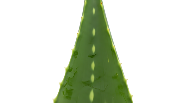 Aloe vera leaf close up isolated on transparent background