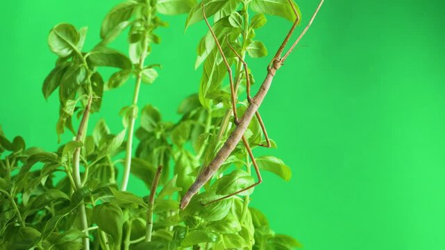 Stick insect isolated on green background screen