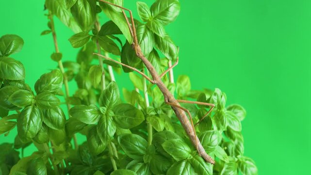 Stick insect isolated on green background screen