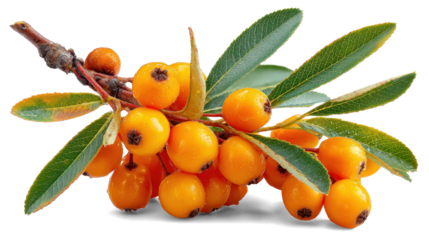 sea buckthorn berries on white background