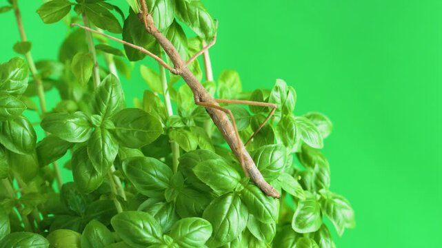 Stick insect isolated on green background screen
