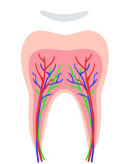 Tooth Anatomy Structure Illustration. Editable Color Vector