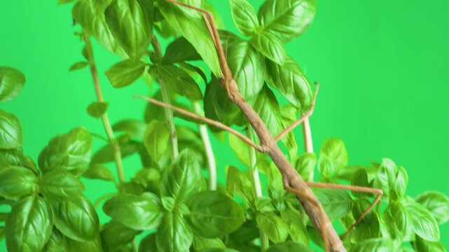 Stick insect isolated on green background screen