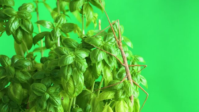 Stick insect isolated on green background screen
