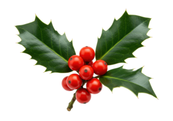 photorealistic macro shot of a glossy holly sprig with emerald leaves and rich red berries, isolated on a transparent background with copy space, clean minimalist christmas concept