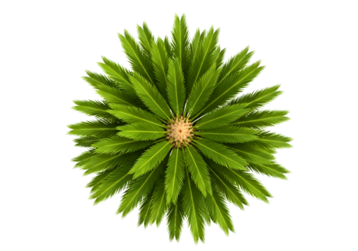 Close up of a green pine branch tip isolated on transparent background
