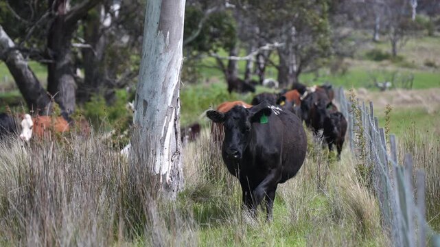 Close up of a black cow grazing on pasture in a field on a farm with the sun setting below	
