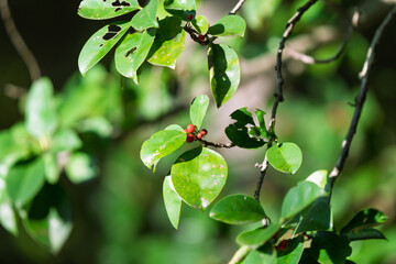 陽射しを浴びる緑の葉と小さな赤い木の実