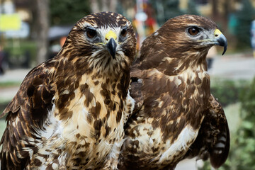 Two Bald Eagles sitting on a downed tree in a river.