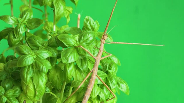 Stick insect isolated on green background screen